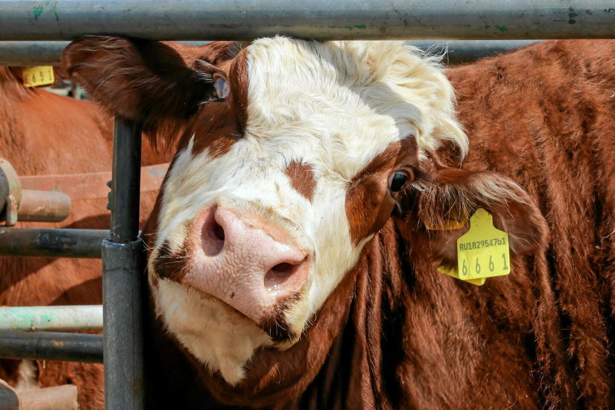 39 fermes de vaches laitières ont été contaminées à la grippe aviaire aux États-Unis en un mois et demi.  - Credit:Erik Romanenko/TASS/Sipa USA/SIPA / SIPA / Erik Romanenko/TASS/Sipa USA/SIP