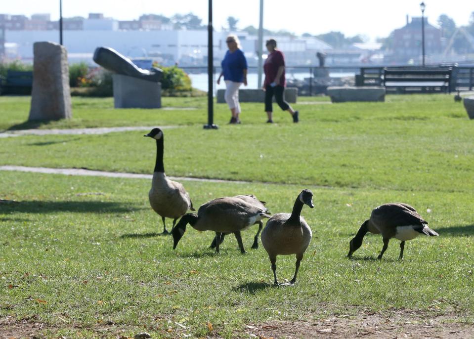 Canada geese, seen at Prescott Park in Portsmouth Thursday, Aug. 24, 2023, have been a persistent problem over the years, with some calling their droppings a health hazard.