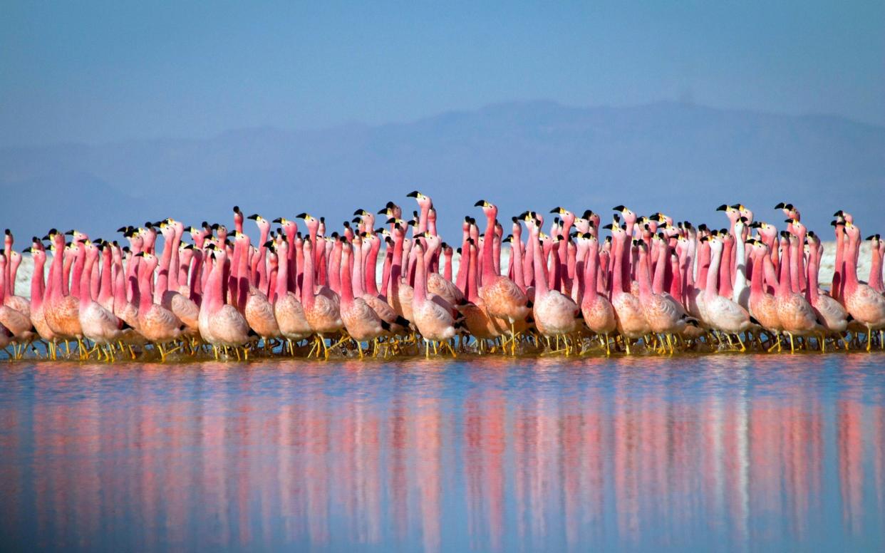 The flamingos in the Bolivian mountains - BBC
