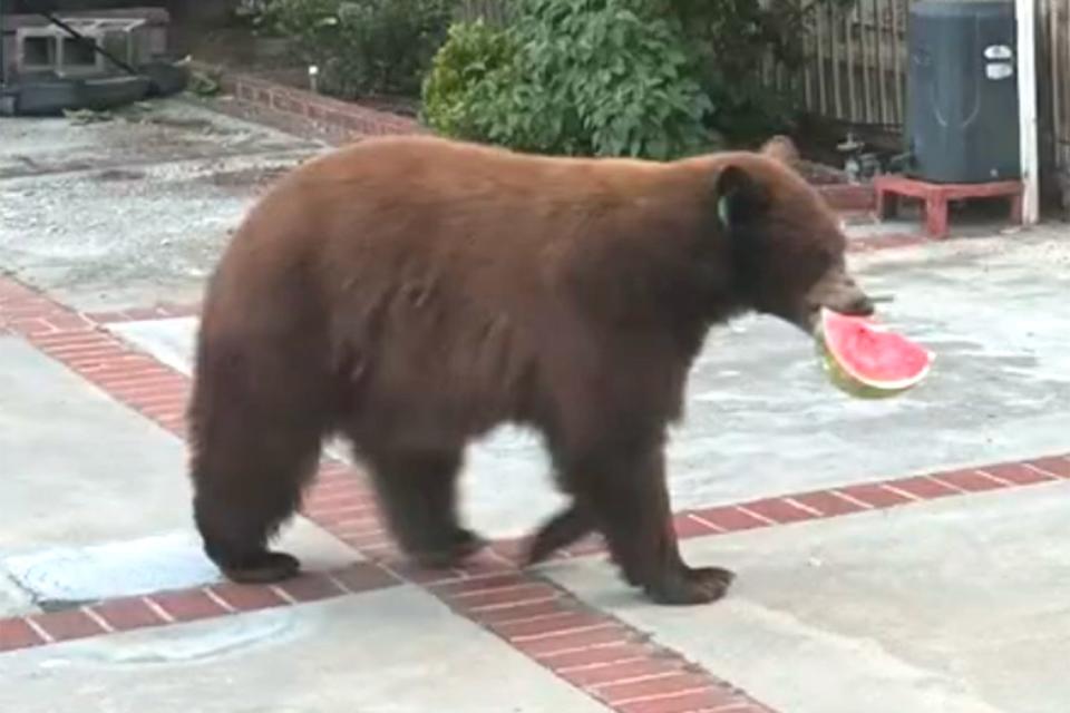 <p>Storyful</p> Bear steals watermelon slice from California family