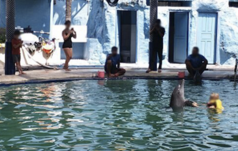 A dolphin in the pool at the Melka hotel is surrounded by people, with one in the water. 