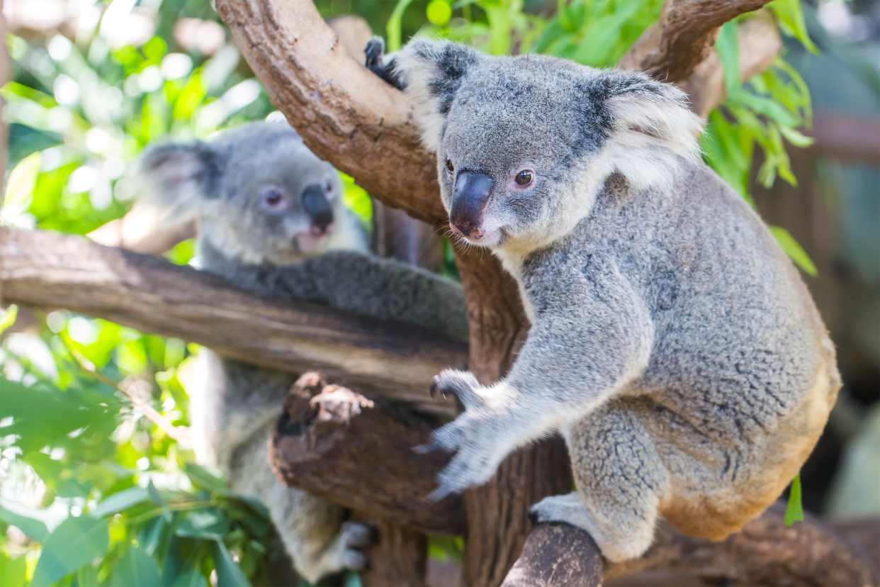 Koala in a tree