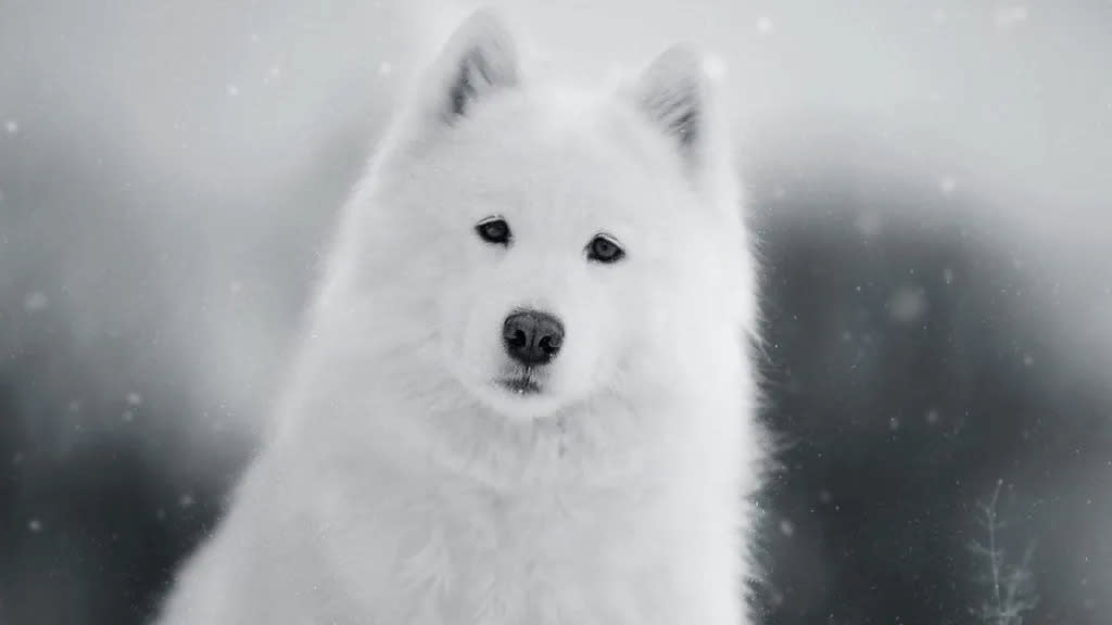 Black and white photo of a Samoyed dog, a relative of the extinct dog breed the Salish Wooly Dog, stands against a snowy backdrop.