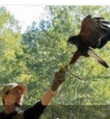 An open house will be held Saturday, May 11, from 10 a.m. to 3 p.m. at the U.S. Fish and Wildlife Service’s National Conservation Training Center, 698 Conservation Way, Shepherdstown, W.Va. Pictured is Collin Waybright, a master falconer.