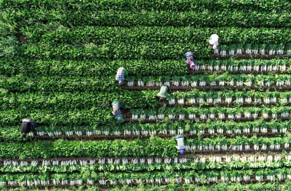 Agricultores recogenn una cosecha 