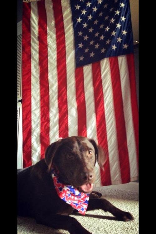 fourth of july dog