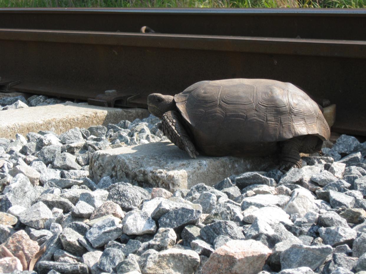 Florida Atlantic University biology professor Jon Moore moves gopher tortoises he finds struggling on Brightline and Florida East Coast Railway railroad tracks, like this one he photographed in the Savannas State Park in 2009.