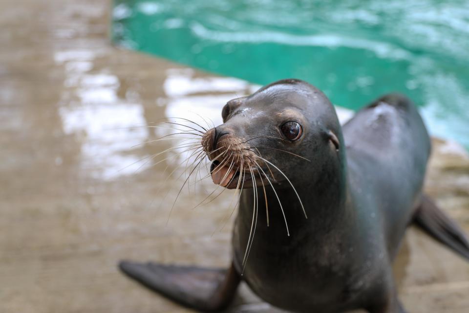 New England Aquarium welcomes sea lions Farley and Giovanni