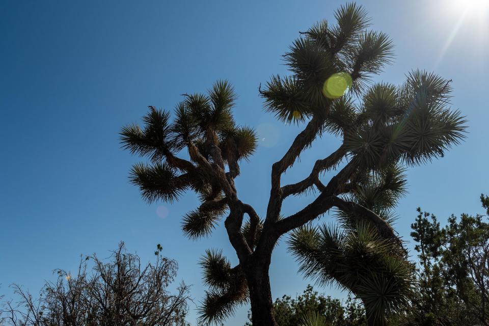 The California Fish and Game Commission will decide whether to accept a recommendation to list the western Joshua tree as a threatened species under the state&rsquo;s Endangered Species Act at a meeting on June 24 and 25, 2020.