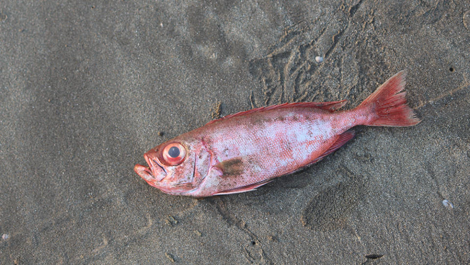 Dead Redfish On The Sand Beach Background Konkan Nature Image; Shutterstock ID 1451491613; Notes: Robb Report—Fly-Fishing