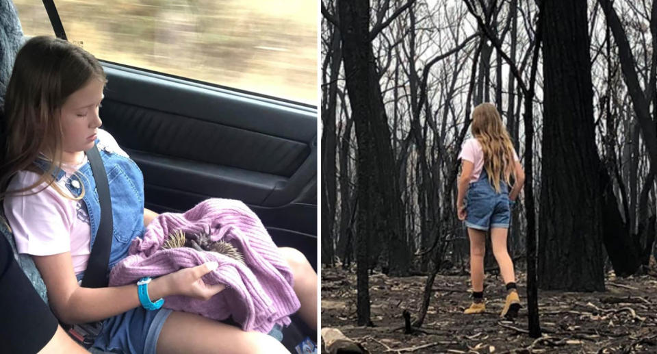 Echidna hit by car near NSW bushfire scene rescued by girl and her dad.