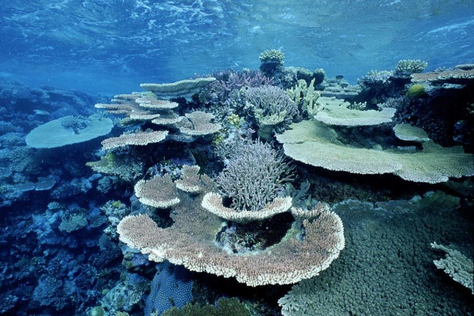 The effects of coral bleaching are seen at a reef off Cocos Island in the Pacific.