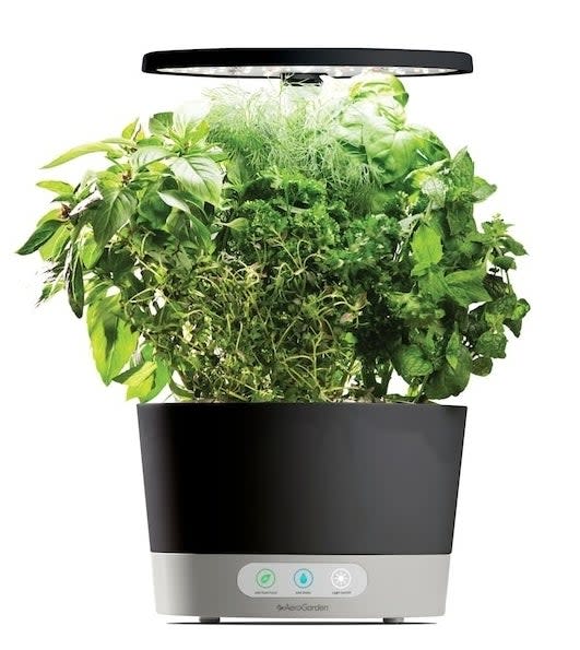 black AeroGarden with growing herbs