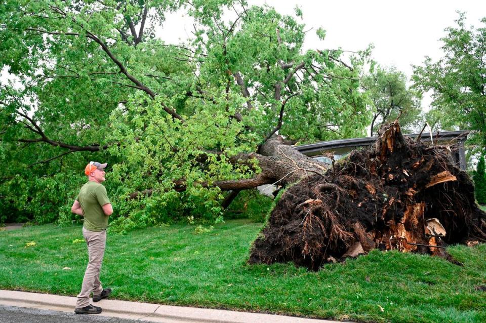 A resident of Mission looks over a large elm tree that was taken out at 58th and Nall Avenue when a severe storm moved through Mission, Kansas on Friday, July 14, 2023.