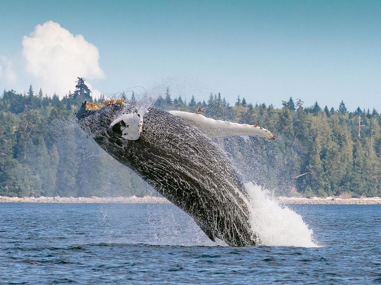 South Atlantic humpback whales were nearly hunted out of existence in the late 19th and most of the 20th centuries: Getty Images/iStockphoto