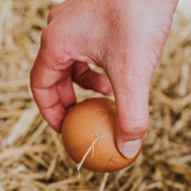 Nothing beats fresh eggs but avian disease can spread to humans