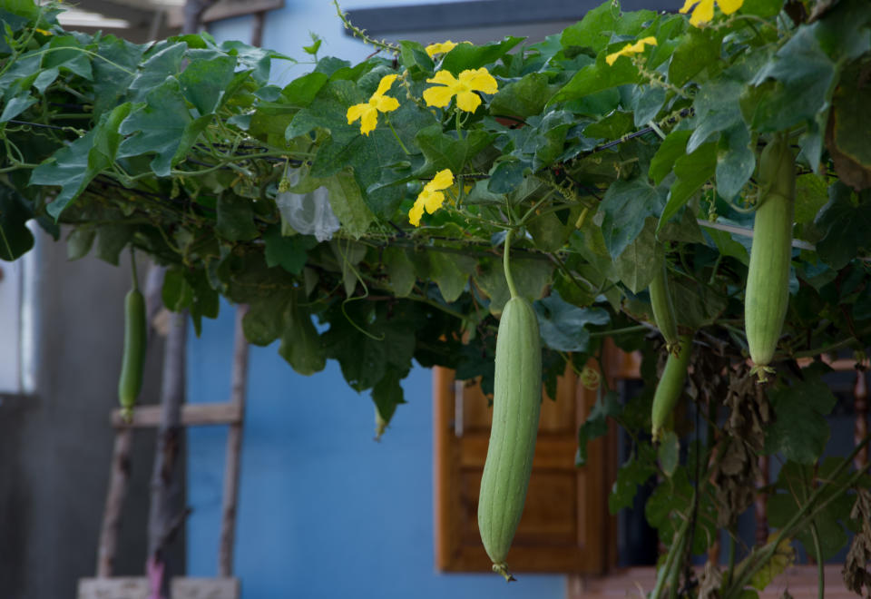 Die Luffagurke wird vorzugsweise wegen ihrer Schwämme angebaut, ist aber natürlich auch essbar. Ihr Geschmack erinnert an den einer Zucchini. (Bild: Getty Images)