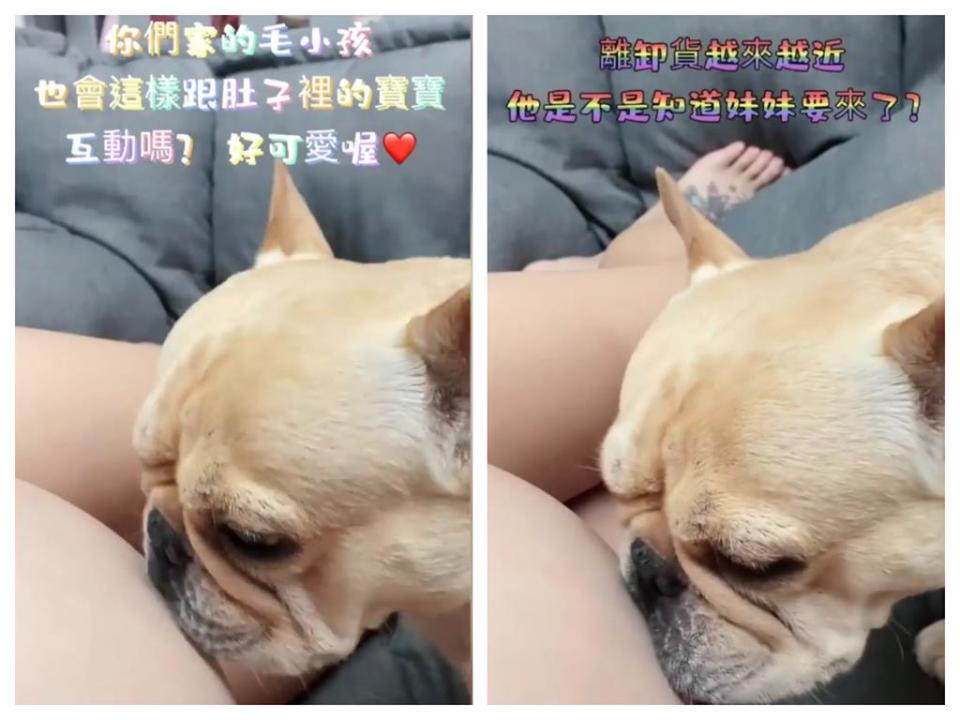 小甜甜生產倒數！愛犬靠近肚皮「瘋狂1舉動」　網大讚：太有靈性