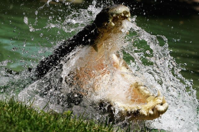 Woman attacked by crocodile while on boat cruise in Australia