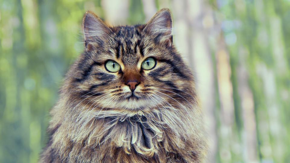 Siberian Forest Cat in nature