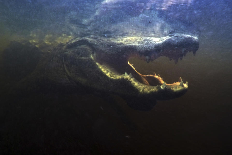 En esta imagen, tomada el 22 de octubre de 2019, un caimán abre la boca bajo el agua en el Parque Nacional Everglades en busca de comida. (AP Foto/Robert F. Bukaty)