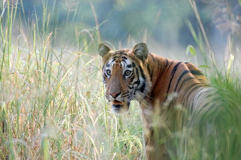 See one of only a few thousand tigers left in India - Credit: Adit Dhanwate/Adit Dhanwate