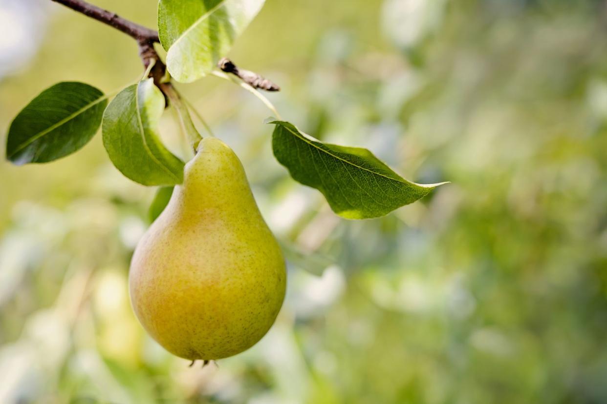 ripe pear on a tree with blurry background