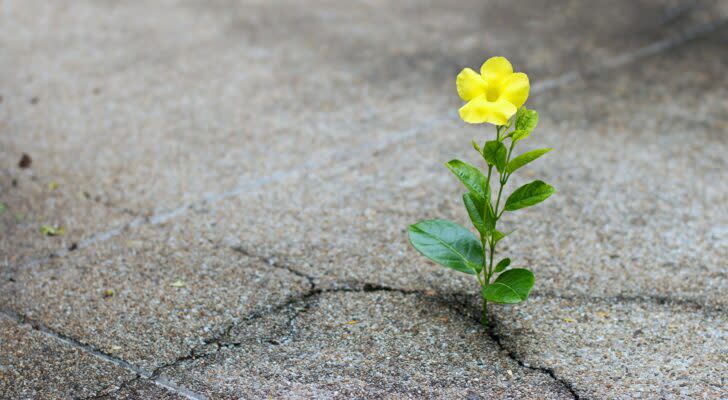 A tiny yellow flower growing out of a crack in the pavement