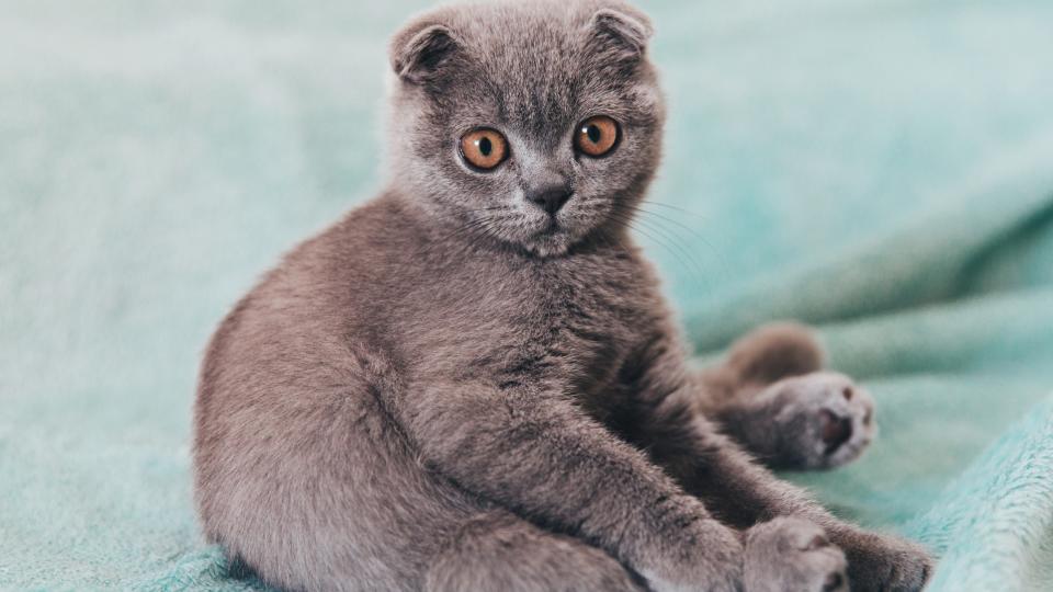 Scottish fold kitten