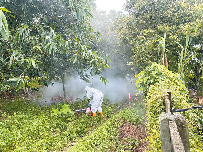 古坑鄉荷苞山周圍竹園的病媒蚊密度頗高。（周麗蘭攝）