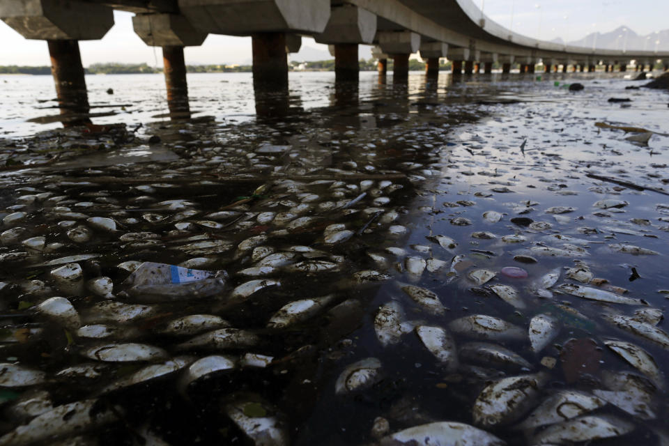 Peces muertos flotan en la Bahía Guanabara de Río de Janeiro el 25 de febrero de 2015. (AP Photo/Leo Correa, File)