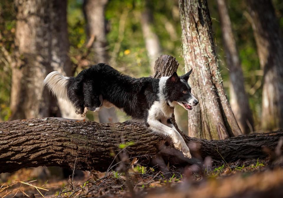 a black and white border collie jumping over a log in a forest