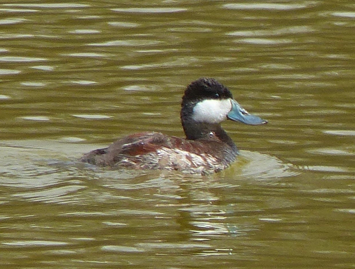 A male ruddy duck sports his spring colors.