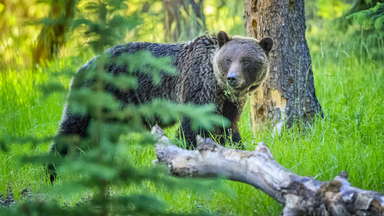  Wildlife safety: bear. 