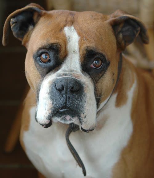 <p>Boxers are affectionate and loyal to the point of possessiveness. They're suspicious of strangers but make exceptions for children. They're highly intelligent and willing to please. </p>