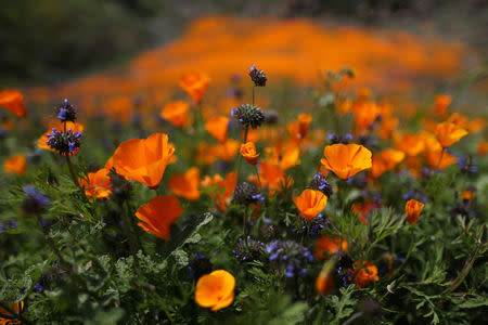 A super bloom of poppies is seen in Lake Elsinore, California, U.S., February 27, 2019. REUTERS/Lucy Nicholson