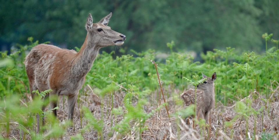 Photo credit: Royal Parks 