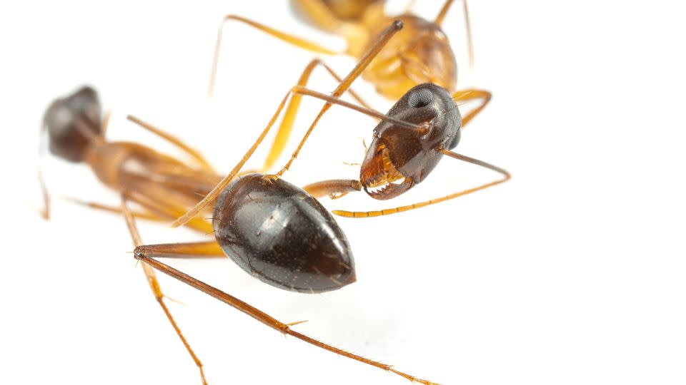 An ant bites off the leg of another after it sustained a thigh injury. - Bart Zijlstra