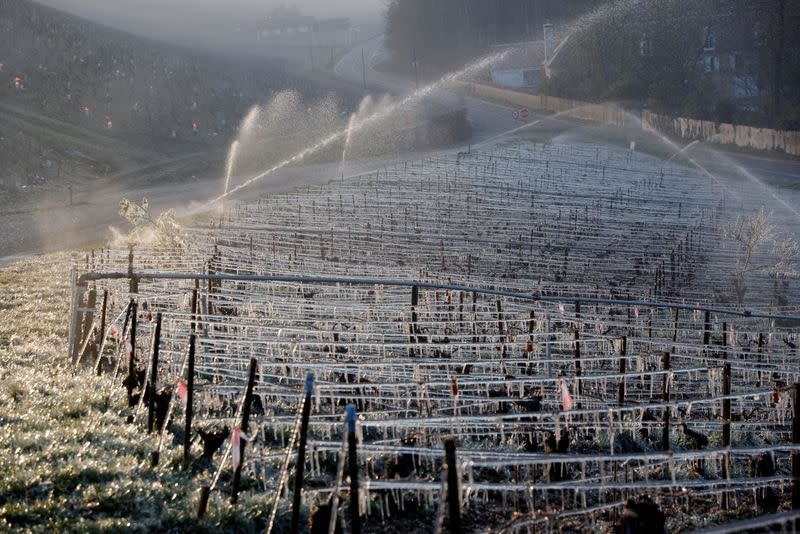 Water is sprayed early in the morning to protect vineyards from frost damage outside Chablis