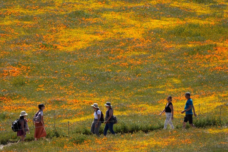 Visitors walk on a pathway amid fields of blooming flowers at the Antelope Valley California Poppy Reserve, Monday, April 10, 2023, in Lancaster, Calif.