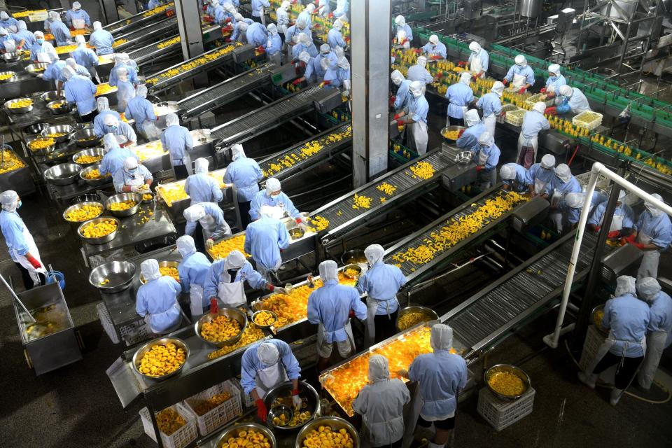 Employees work on the production line of canned yellow peach at a food enterprise on July 29, 2022 in Shijiazhuang, Hebei Province of China.