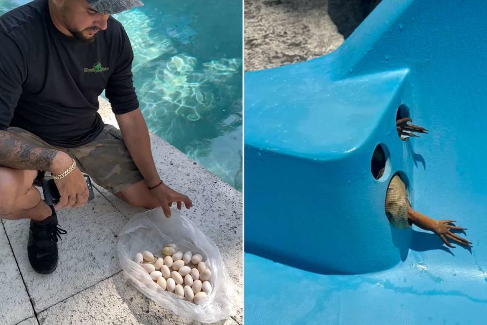 <p>Courtesy of Humane Iguana Control </p> A Humane Iguana Control employee with iguana eggs found in a resort pool (left) and a female iguana stuck in a water slide