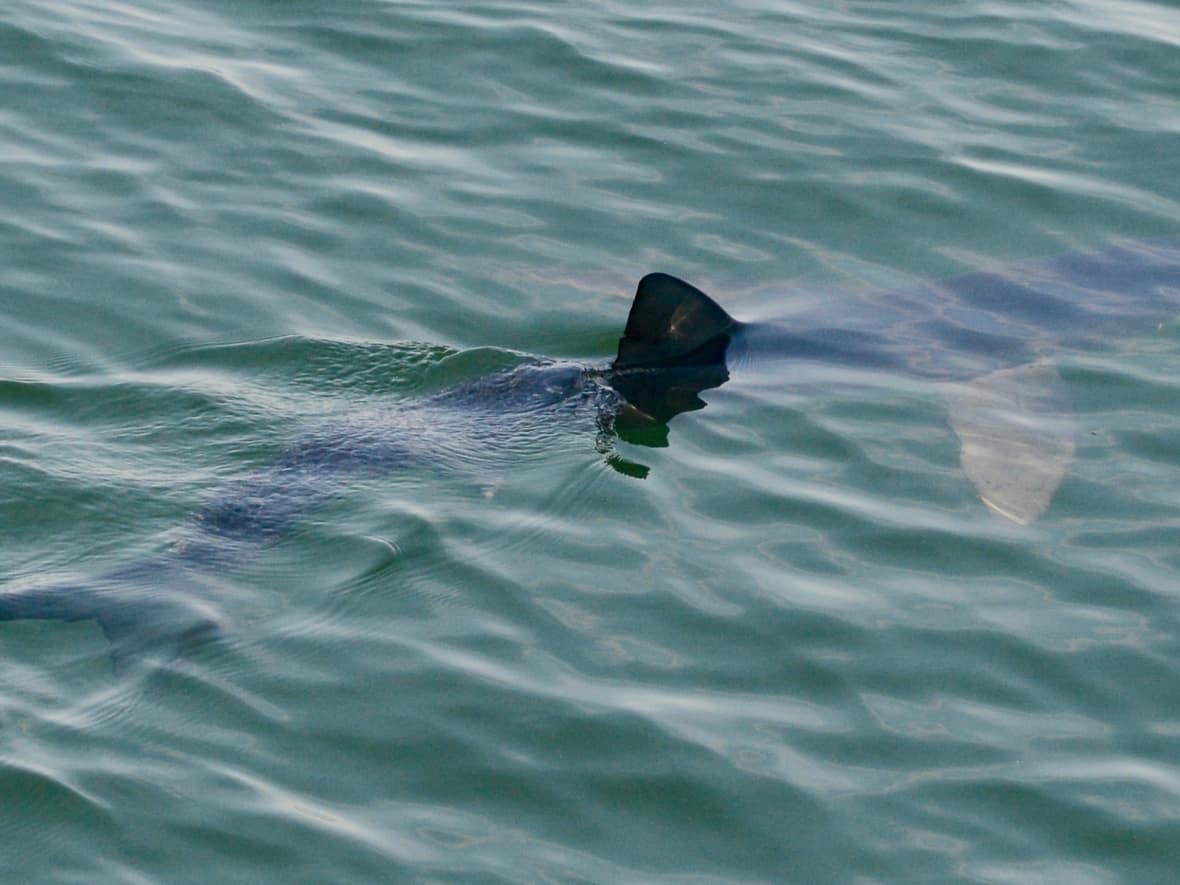 The blue shark spotted by Danielle Dion swimming next to the Quoddy Link whale watching vessel.  (Contributed by Danielle Dion - image credit)