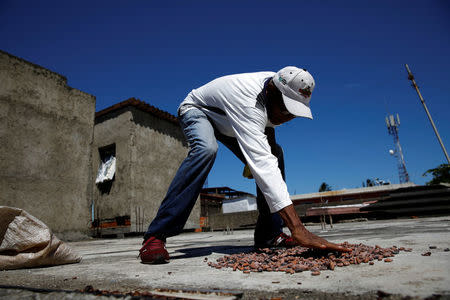 Yoffre Echarri extends cocoa beans to dry them at the roof of his house in Caruao, Venezuela October 24, 2017. REUTERS/Carlos Garcia Rawlins