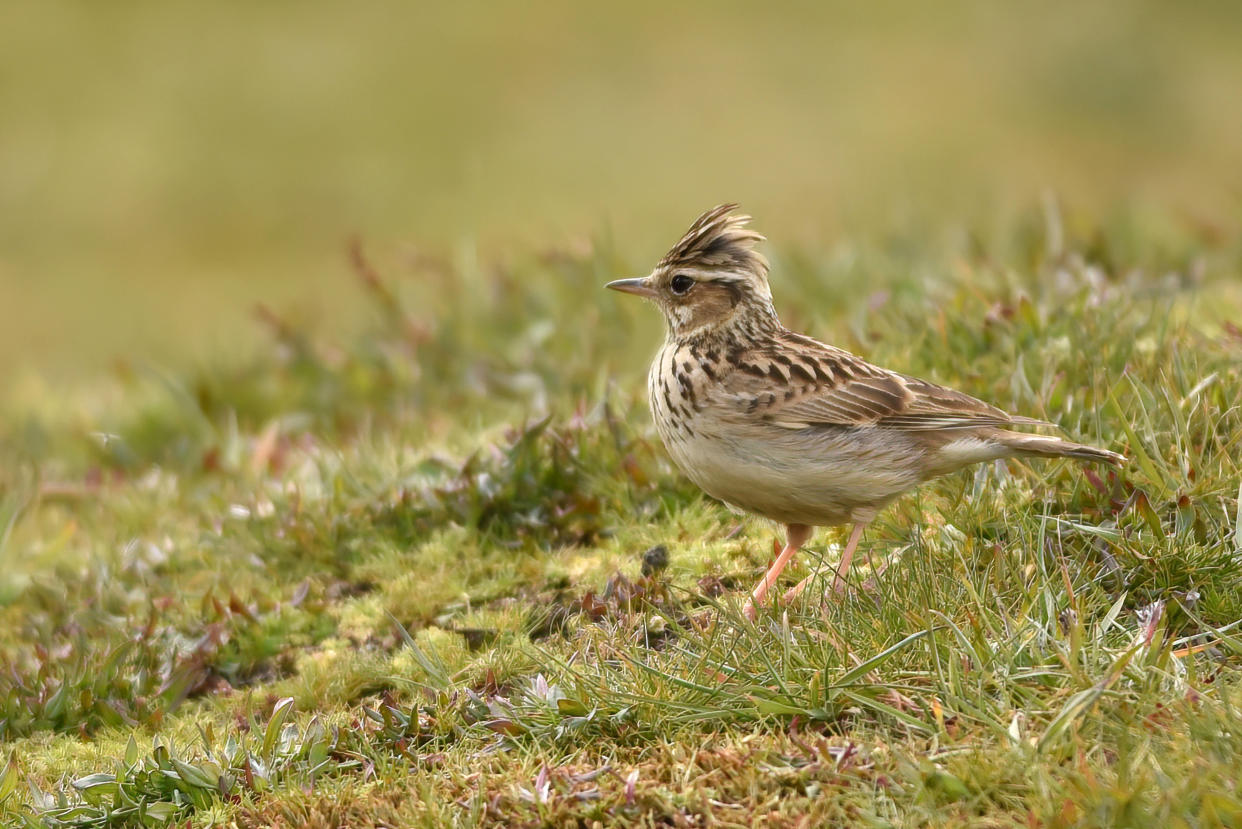 Photo d’illustration d’une alouette des champs. Autrefois oiseaux communs de nos campagnes, ces alouettes ont vu leurs effectifs fondre de 25% depuis 1980, selon la LPO.