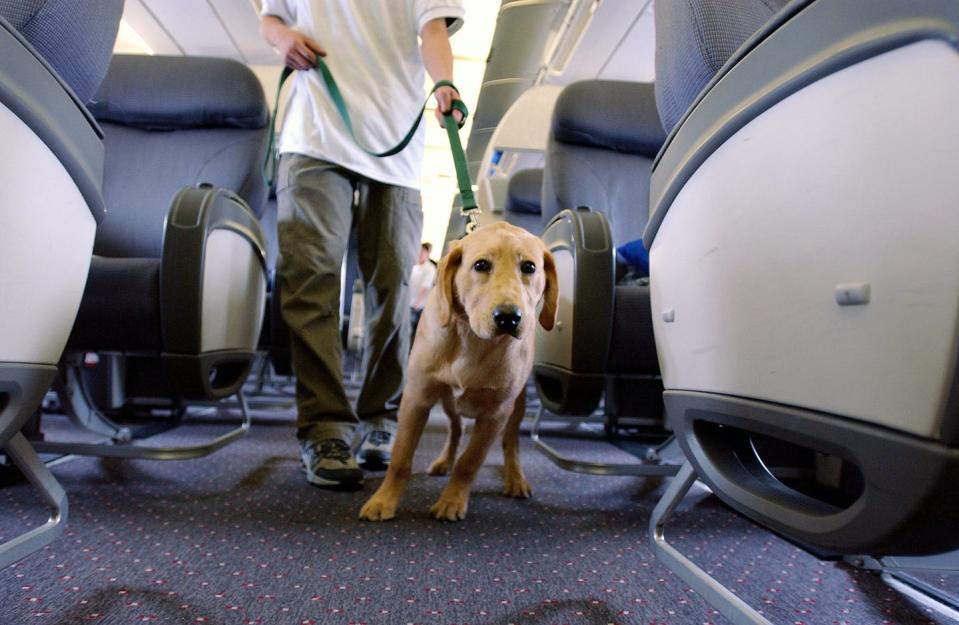 dog straining on leash walking a plane's aisle