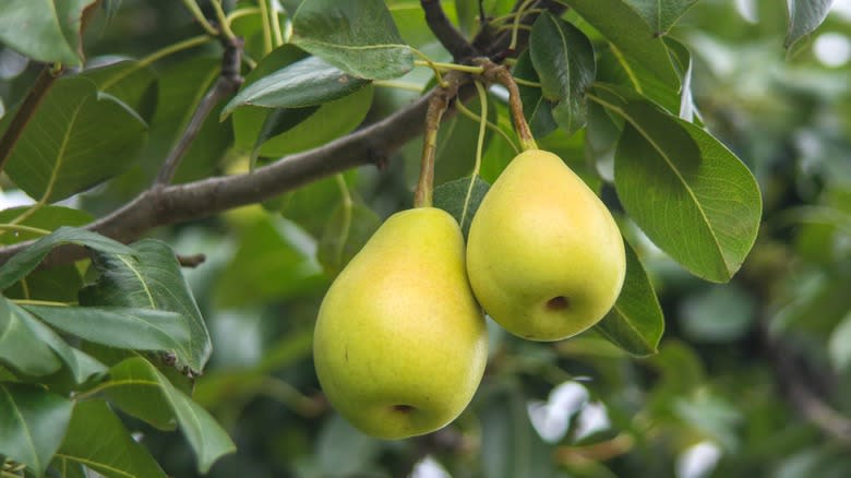 two pears on the tree