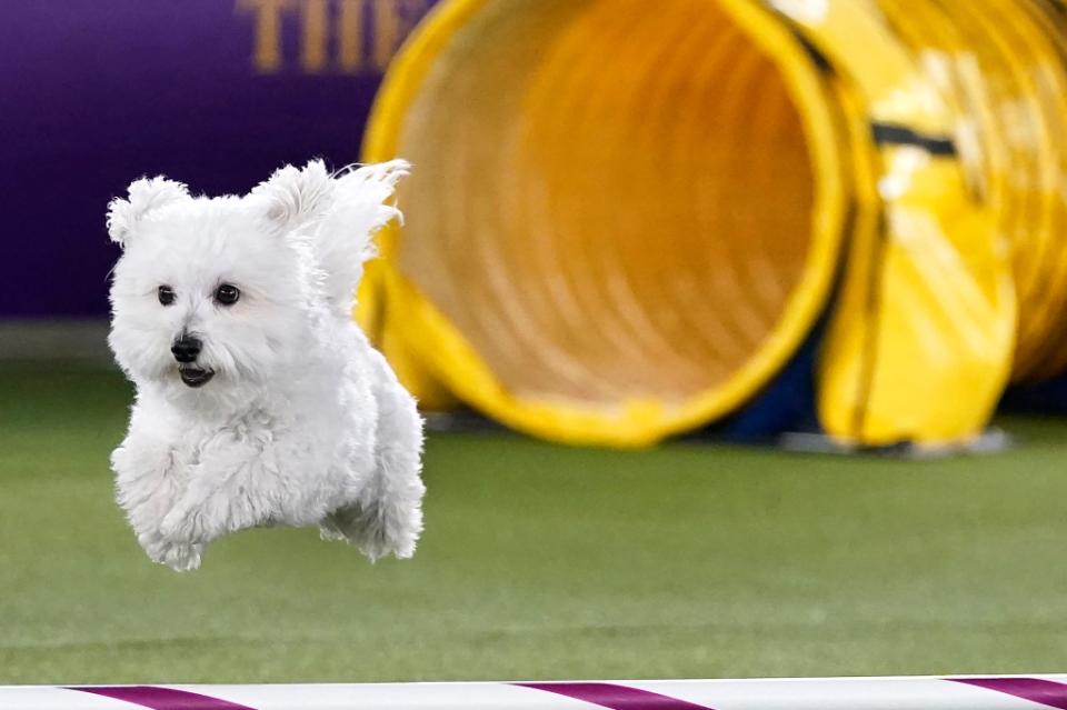 A dog competes in the 9th annual Masters Agility Championship during the 146th Westminster Kennel Club Dog Show at the Lyndhurst Mansion in Tarrytown, New York, on June 18, 2022. (Photo by TIMOTHY A. CLARY / AFP) (Photo by TIMOTHY A. CLARY/AFP via Getty Images)