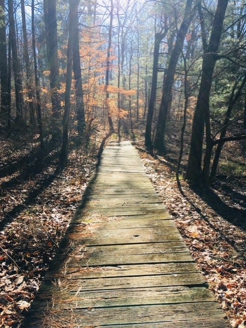 A boardwalk on part of the Forest Education trail.