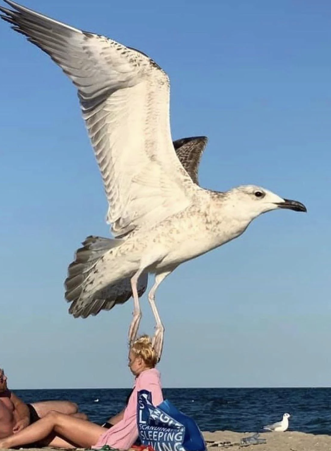 A person on the beach appears to be holding a large seagull, creating an optical illusion. The sky and ocean are visible in the background